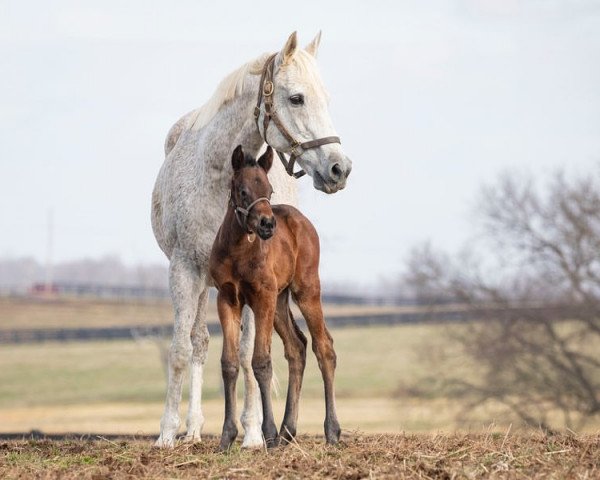 Pferd Stute von Uncle Mo xx (Englisches Vollblut, 2020, von Uncle Mo xx)