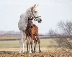 horse Stute von Uncle Mo xx (Thoroughbred, 2020, from Uncle Mo xx)