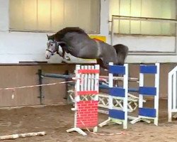 jumper Chuck Berry VK (Oldenburg show jumper, 2017, from Cellestial)