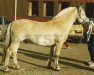 stallion Ljosen N.1848 (Fjord Horse, 1977, from Askov N.1722)