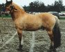 stallion Ribo Molbjerg (Fjord Horse, 1985, from Plutonikk)