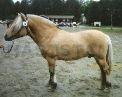 stallion Rimbo 178 SWE (Fjord Horse, 1989, from Ribo Molbjerg)