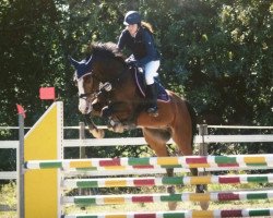 jumper Federiko Felini (Latvian Warmblood, 2008, from Filigran)