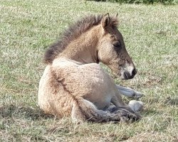 Pferd Félagi (Islandpferd, 2019, von Frosti från Åker 32 ISL)