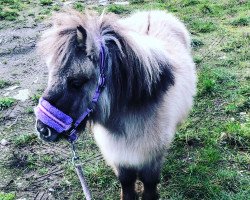 horse Lotje v.d. Meilanden (Shetland pony (under 87 cm), 2017, from Yannick van de 7-Ster)