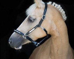 dressage horse La Ola 9 (German Riding Pony, 2010, from Black Boy)