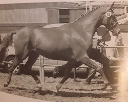 broodmare Lady M (Hanoverian, 2001, from Londonderry)