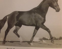 stallion Flaviotore D (Oldenburg, 2003, from Flemmingh)