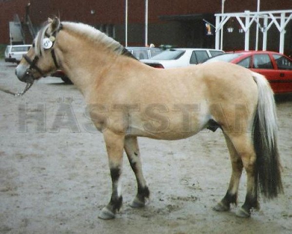 Deckhengst Tölve 201 (Fjordpferd, 1995, von Rimbo 178 SWE)