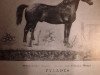 stallion Pylades (Alt-Oldenburger / Ostfriesen, 1880, from Pontus 863)