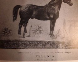 stallion Pylades (Alt-Oldenburger / Ostfriesen, 1880, from Pontus 863)