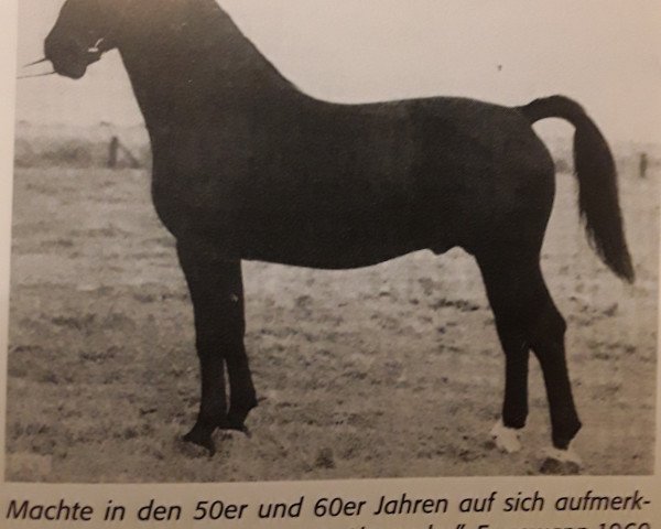 stallion Alexander (Alt-Oldenburger / Ostfriesen, 1955, from Alex)