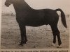 stallion Alexander (Alt-Oldenburger / Ostfriesen, 1955, from Alex)