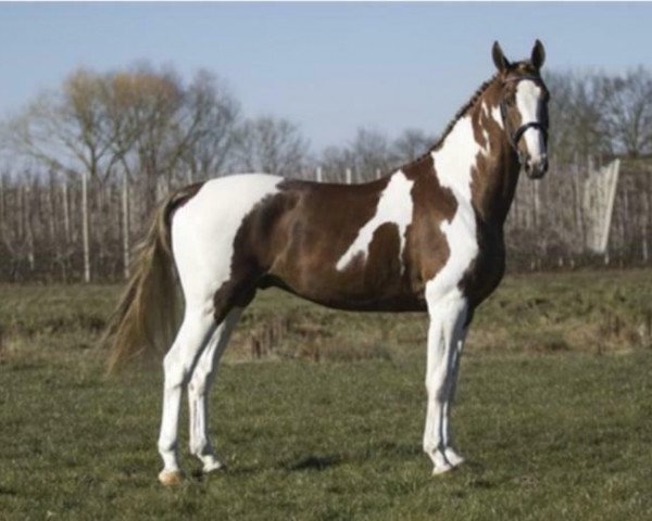 stallion Picasso (KWPN (Royal Dutch Sporthorse), 2015, from Pascal)