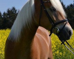 Springpferd Sazou (Haflinger, 2009)