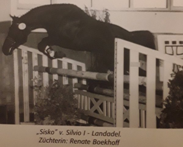 horse Sisko 6 (Oldenburg, 1996, from Silvio I)