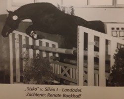 horse Sisko 6 (Oldenburg, 1996, from Silvio I)