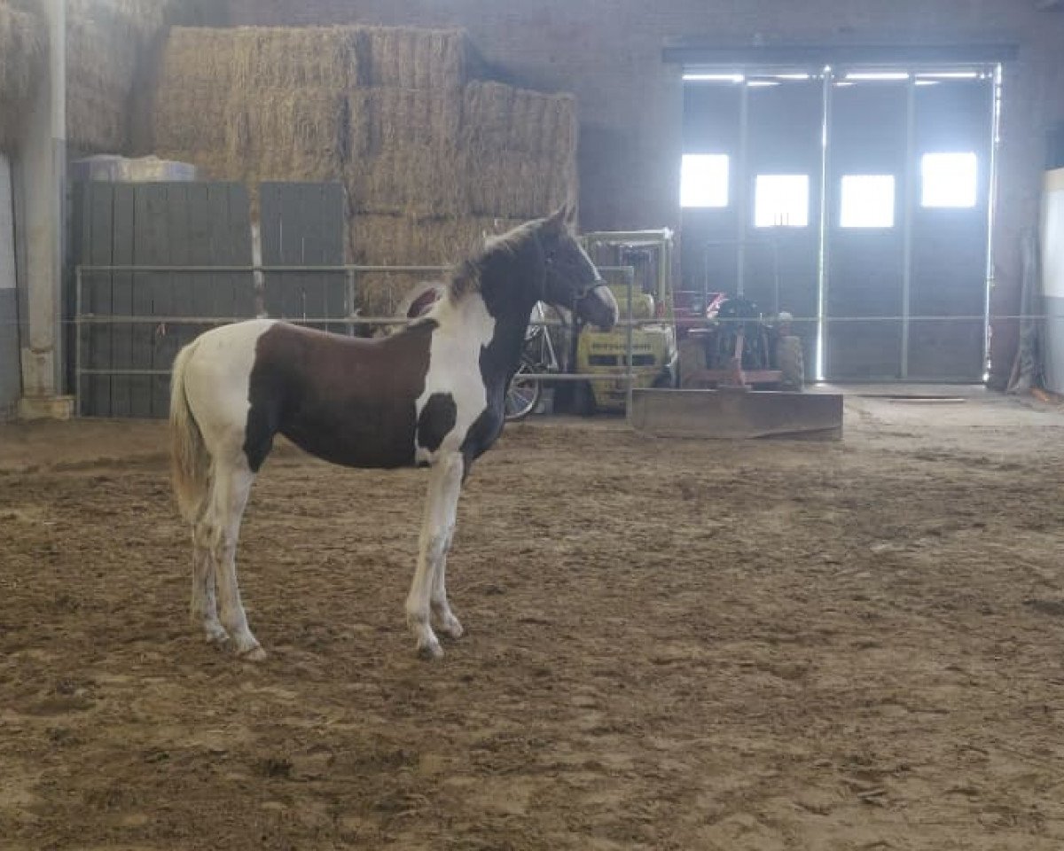 Pferd Odessa (KWPN (Niederländisches Warmblut), 2019, von Picasso)