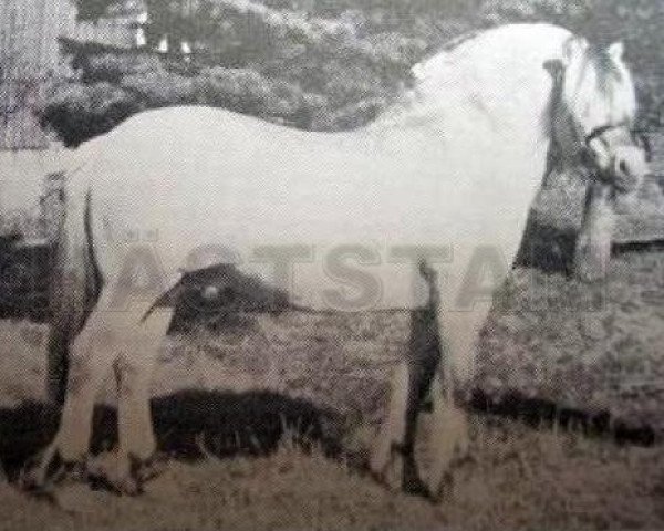stallion Håvang 3 SWE (Fjord Horse, 1955, from Nupar N.1179)