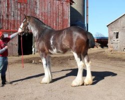 Zuchtstute Dakota Lucy (Clydesdale, 2014, von ADKS Gus)