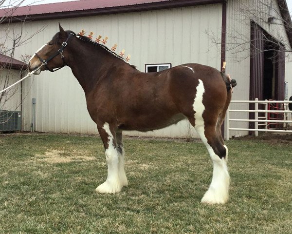 horse ALC Cocklaw Valetta (Clydesdale, 2016, from Somewhere Doc's Blackun Decker)