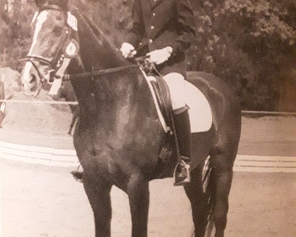 Zuchtstute Glanda (Hannoveraner, 1980, von Glander)