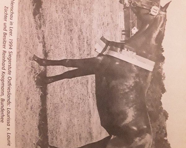 broodmare Laurissa (Hanoverian, 1991, from Lauries Crusador xx)