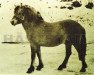 stallion Lasse (Fjord Horse, 1960, from Håvang 3 SWE)