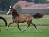 broodmare Rheingold's Renesmee (German Riding Pony, 2017, from Rheingold)