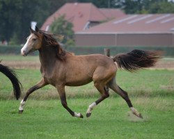 Zuchtstute Rheingold's Renesmee (Deutsches Reitpony, 2017, von Rheingold)