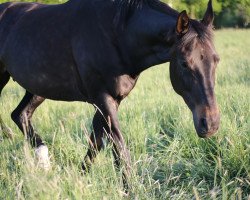 broodmare Samira (German Warmblood, 2008, from Samarant)