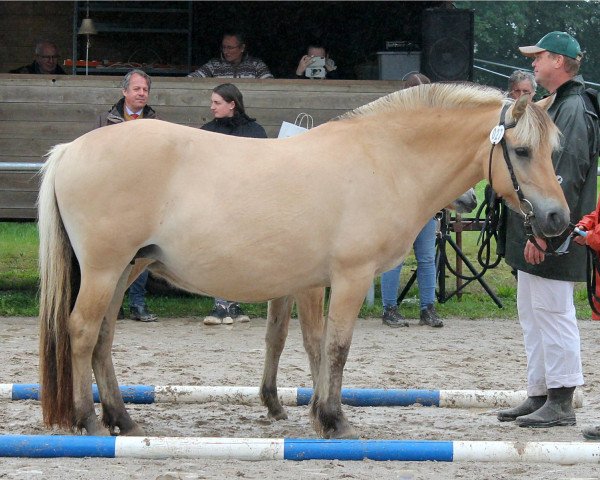 Zuchtstute Rama H (Fjordpferd, 2013, von Kjartan)