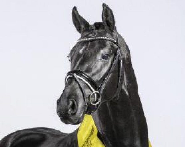 stallion Dark Dornik (German Riding Pony, 2012, from Dornik B)