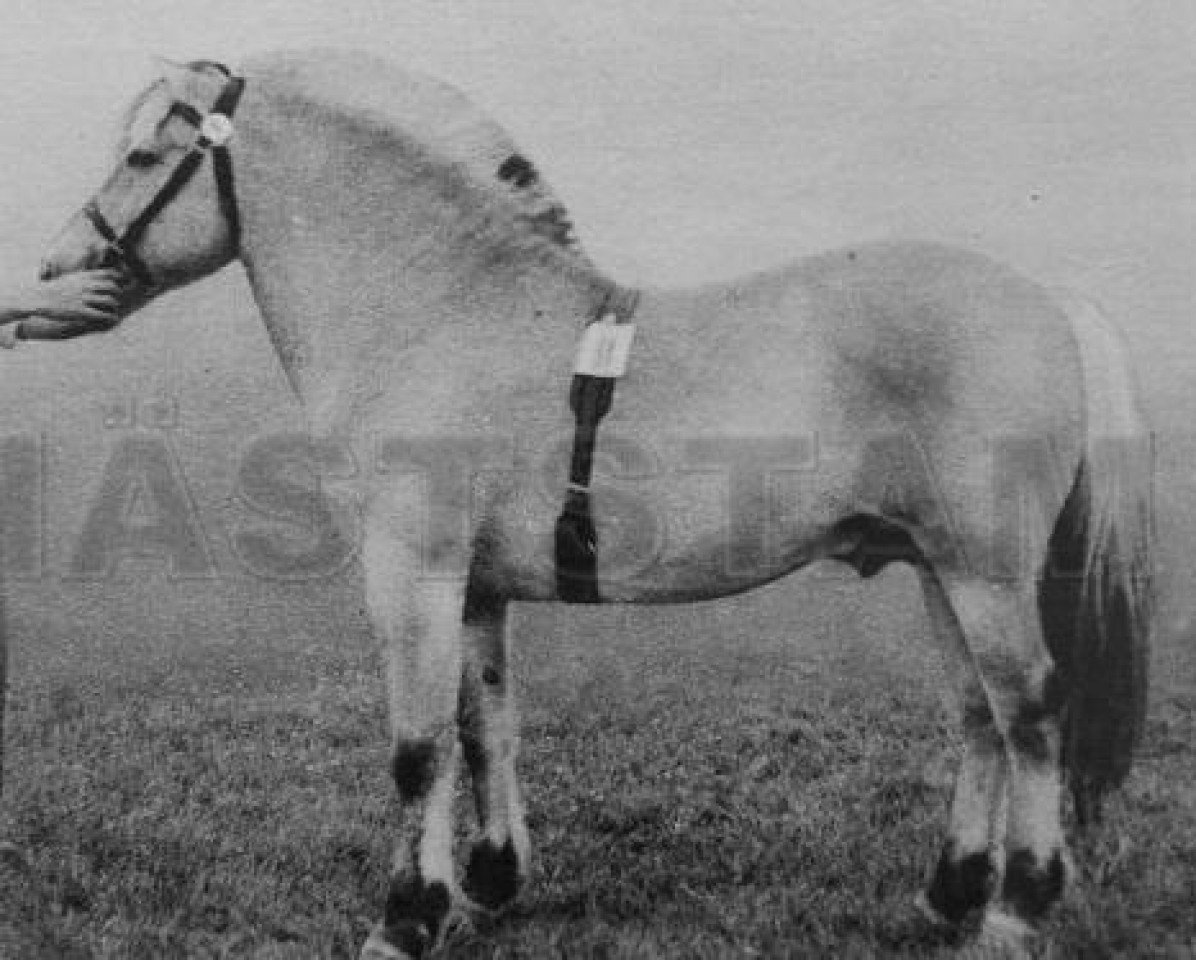 stallion Linjar 1 SWE (Fjord Horse, 1949, from Dyre)