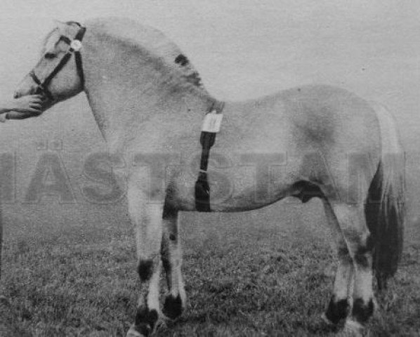 stallion Linjar 1 SWE (Fjord Horse, 1949, from Dyre)