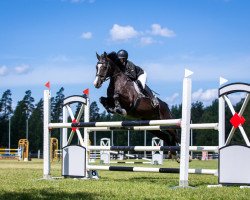 Pferd Cordelette (Schwedisches Warmblut, 2006, von Akribori)