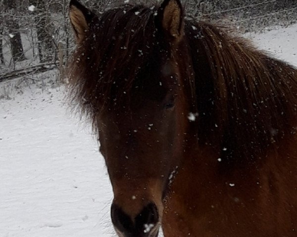 broodmare Katla fra Blåkilde (Iceland Horse, 2012, from Ardur frá Púfu í Landeyum)