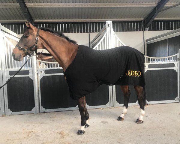 horse Quatar Z (Zangersheide riding horse, 2010, from Quidam de Revel)