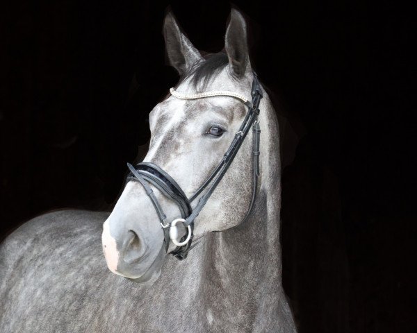 Pferd Amazing Bert (Deutsches Sportpferd, 2015, von Aconcerto)