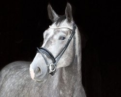 horse Amazing Bert (Deutsches Sportpferd, 2015, from Aconcerto)
