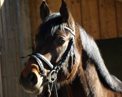 jumper Santiero (Hanoverian, 2008, from Stakkato)