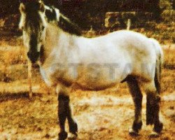 stallion Mass (Fjord Horse, 1962, from Jensar N.1598)