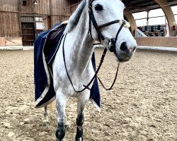 jumper Amy (Polish Warmblood, 2013, from Falbrus)