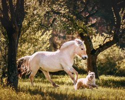 horse Tjure (Fjord Horse, 2013, from Tristan)