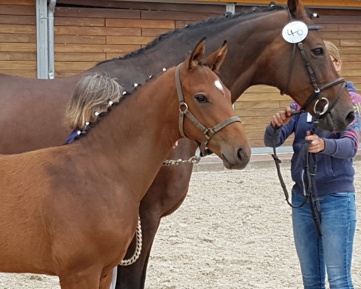 Springpferd Hengs von Stakkato Gold (Oldenburger, 2019, von Stakkato Gold)