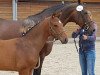 jumper Hengs von Stakkato Gold (Oldenburg, 2019, from Stakkato Gold)