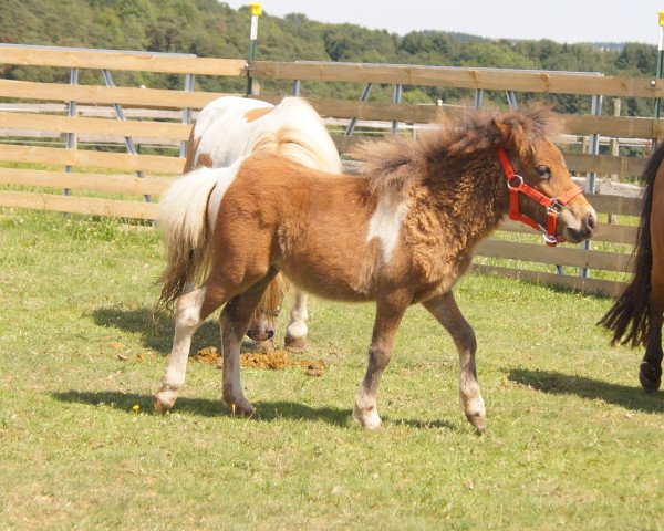 Zuchtstute Smyrna (Shetland Pony (unter 87 cm), 2017, von Ultra Fox)