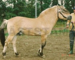 Deckhengst Drago (Fjordpferd, 1976, von Baal 38 SWE)