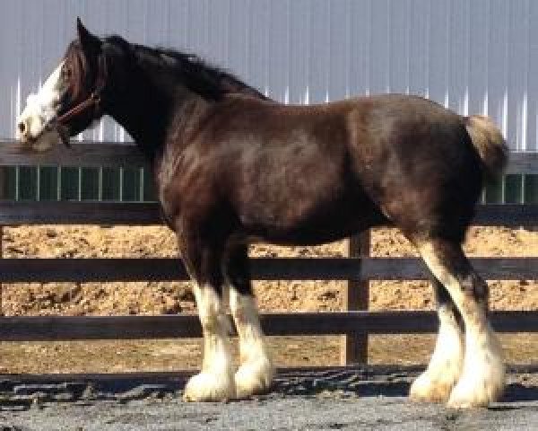 Pferd Dakota Ebony (Clydesdale, 2007, von Tallpine Tweedsdale Zuez)