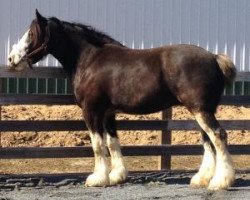 horse Dakota Ebony (Clydesdale, 2007, from Tallpine Tweedsdale Zuez)